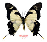 Eurytides dolicaon (Peru) A-